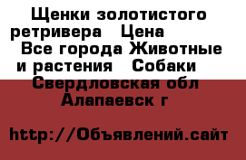 Щенки золотистого ретривера › Цена ­ 15 000 - Все города Животные и растения » Собаки   . Свердловская обл.,Алапаевск г.